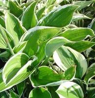 Hosta variées - Le pot de 2,5 litres