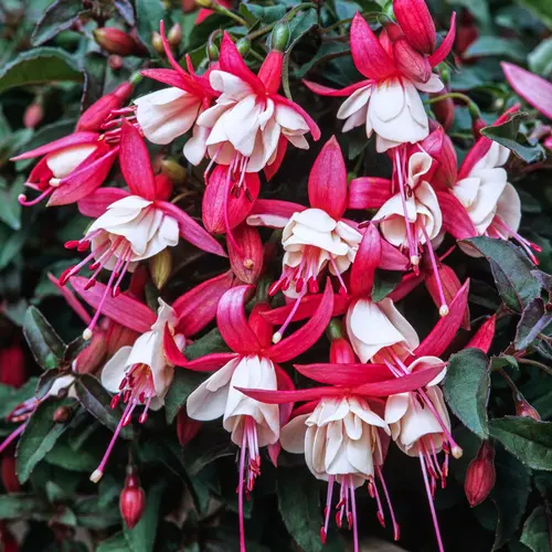 Fuchsia ‘Frau Alice Hoffman’ - Le pot de 2 litres