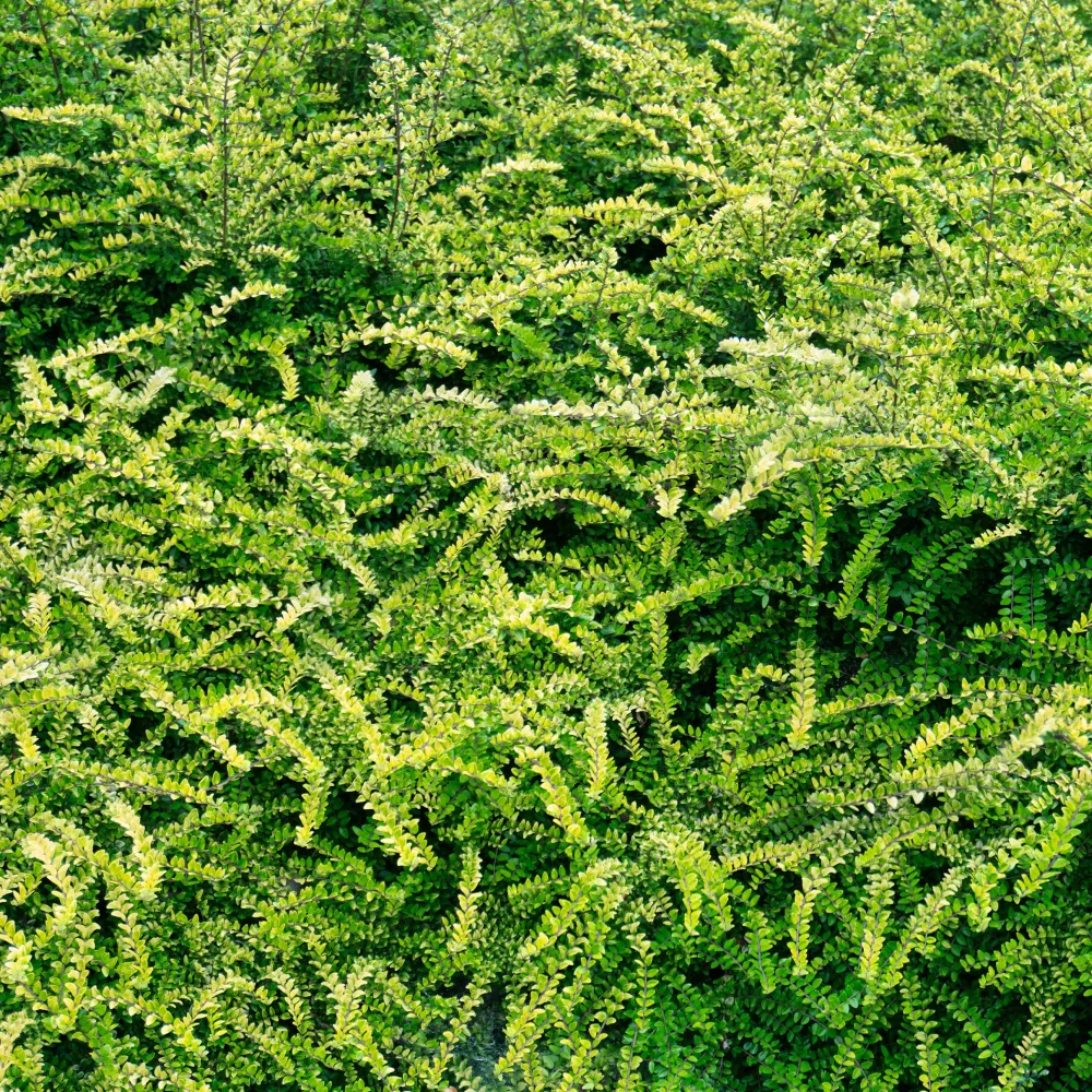 Chèvrefeuille arbustifs MossGreen Lonicera pileata 'moss green'