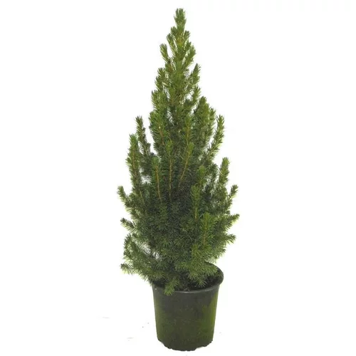 Picea Glauca Conica - Le pot
