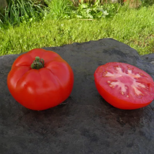 Biologische zaden van Tomaat Rood van Namen