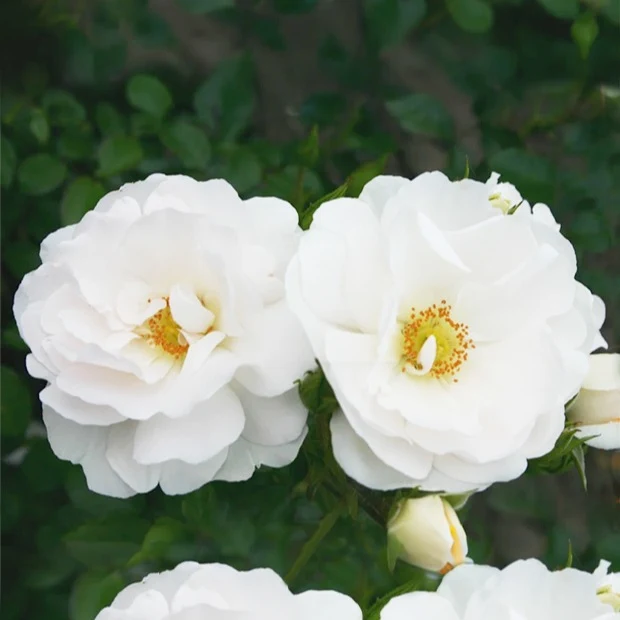 Rosier grimpant Hella Rosa Hella