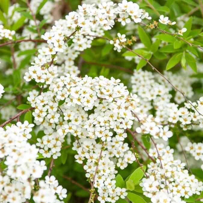 Spirée dentelée Spiraea arguta