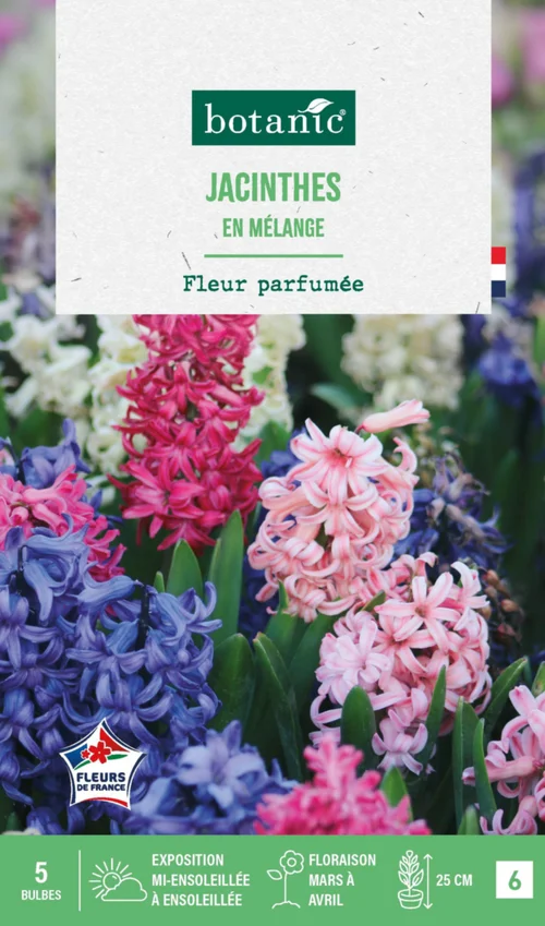 Jacinthe en mélange botanic® - 5 bulbes