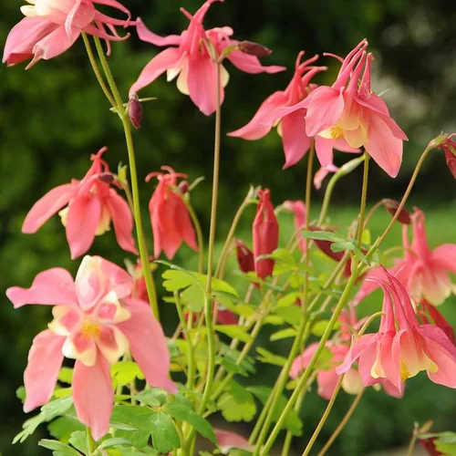 Ancolie à fleurs multicolores - Le pot de 3 litres