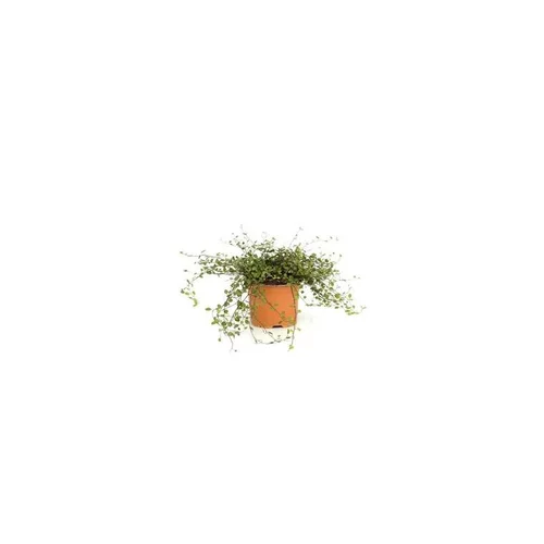 Muehlenbergia Capillaris - Le pot de 2 litres