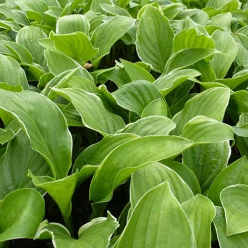 Hosta Fragrant Fire Hosta fragrant fire