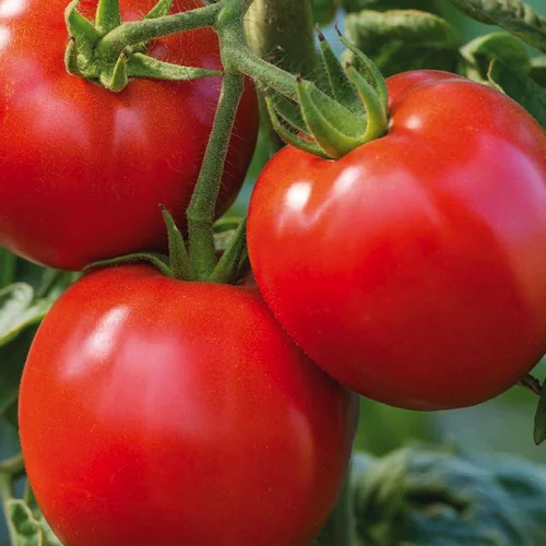 Tomate Ronde Cobra Bio. La barquette de 3 plants