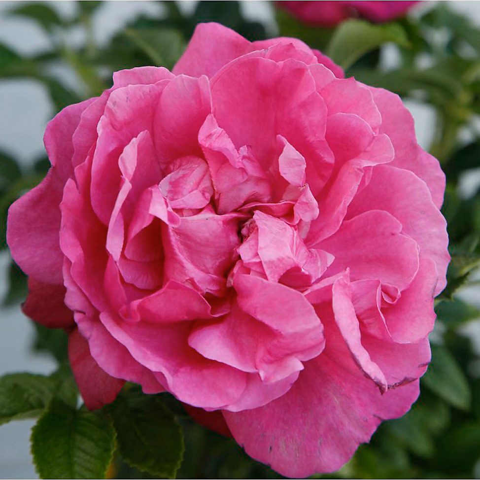 2 x Kordes | Rugosa – Rosa 'Purple Roadrunner'
