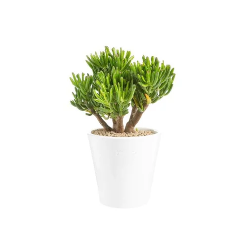 Crassula hobbit en pot blanc émaillé H 10 x Ø 20 cm