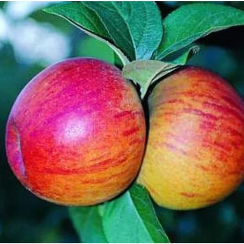 Pommier Reine Des Reinettes. Le pot de 10 litres forme gobelet
