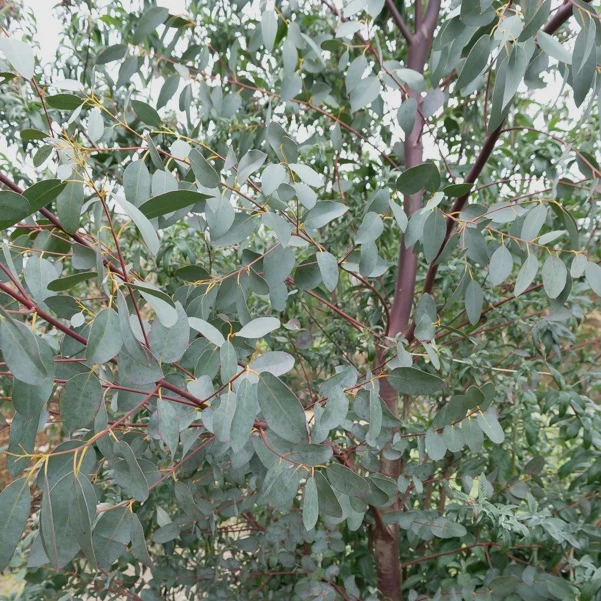 Eucalyptus parviflora Eucalyptus parviflora