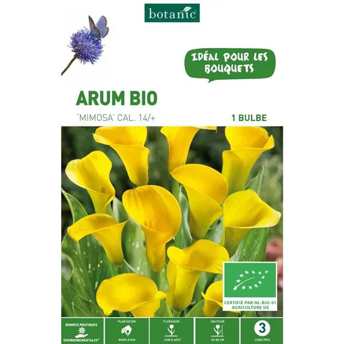 Arum Mimosa bio rose clair botanic® - 1 bulbe