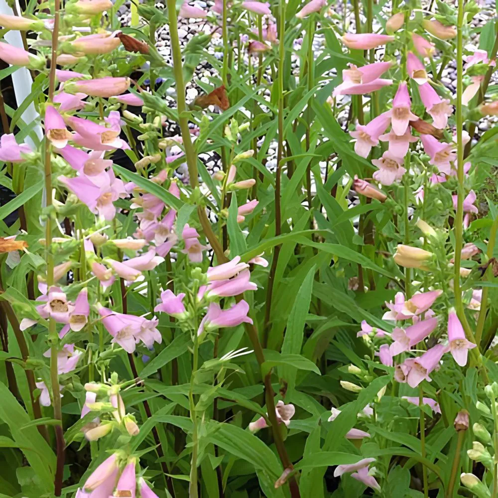 Digitale Glory of Roundway Digitalis glory of roundway