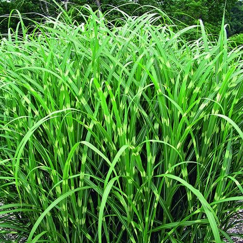 Miscanthus sinensis Zebrinus vert botanic®. Le pot de 7,5 litres