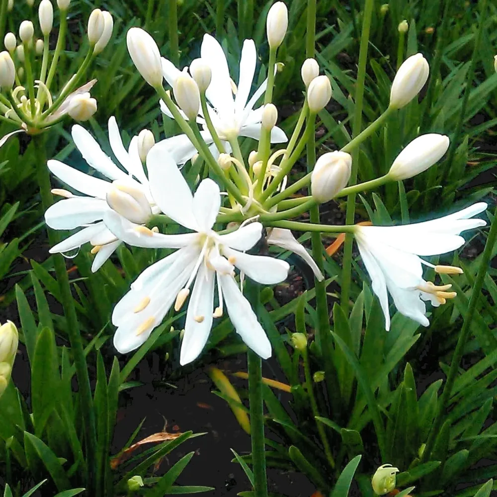 Agapanthe Petit Eskimo Agapanthus x petit eskimo