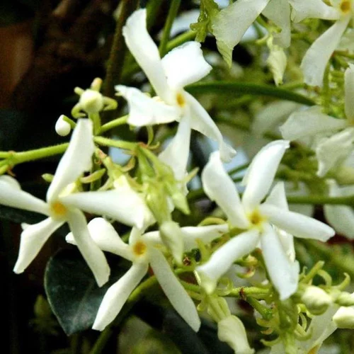 Jasmin étoilé. Le pot de 2 litres