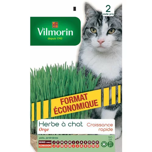 Herbe à chat