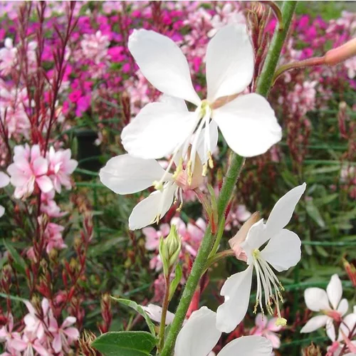 Gaura - Le pot de 4 litres