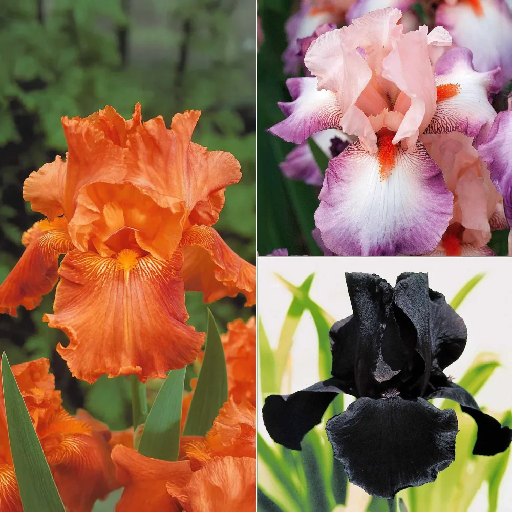6 Iris de jardin noire, orange, rosé en mélange 2iris profondeur de champ (depht of field) + 2 ir