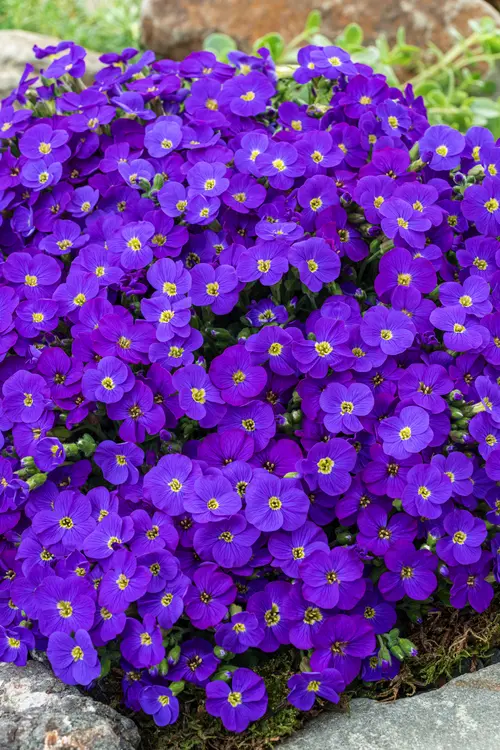 Aubriète ‘Glacier Blue’ - Le pot de 2 litres