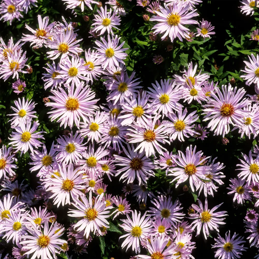 Aster nain Silberblaukissen Aster silberblaukissen