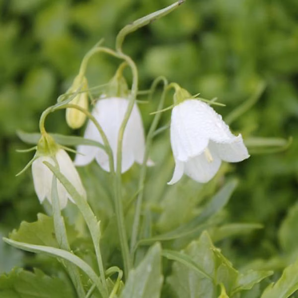 6 x Campanule 'Baby White' | Campanula cocleariifolia 'White' – godet 9cm x 9cm