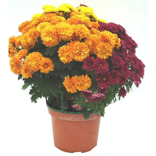 Chrysanthèmes arlequin - Le pot de Ø 21 cm