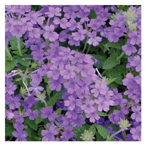Verveine tapissante lilas - Le pot de 9 x 9 cm