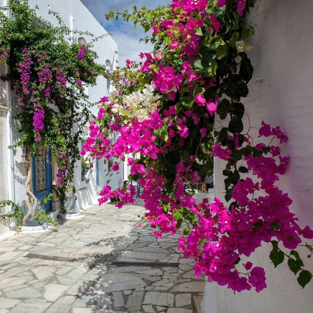 Bougainvillier Rose Bougainvillea pink