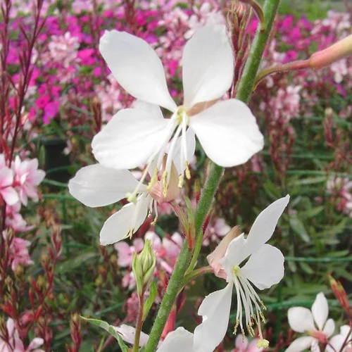 Gaura à fleurs blanches. Le pot de 2 litres