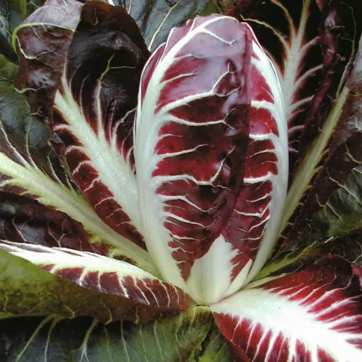 Biologsche zaden van Andijvie radicchio Rouge de Trévise
