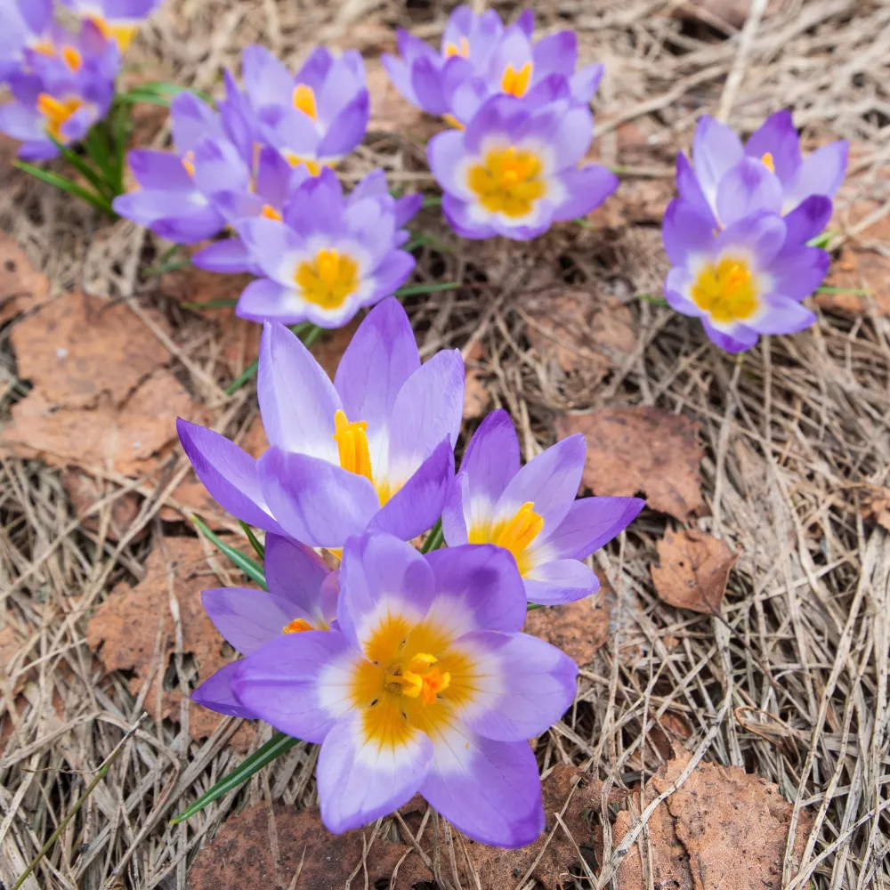 10 Crocus sublime Tricolor Crocus nivalis 'tricolor'