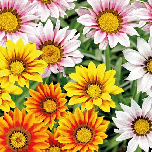 Gazania en mélange - La barquette de 4 plants