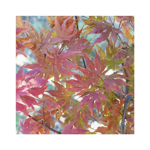 Erable du Japon (ACER PALMATUM RETICULATUM RED ) Le pot de 80 litres