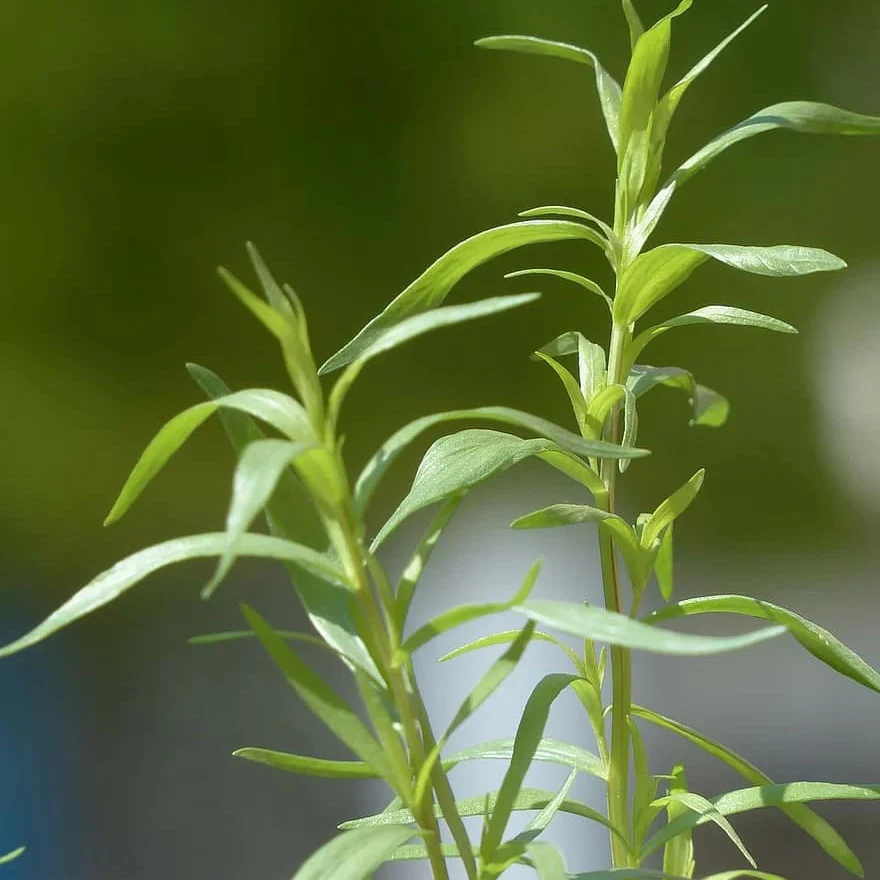 Sarriette annuelle Satureja hortensis