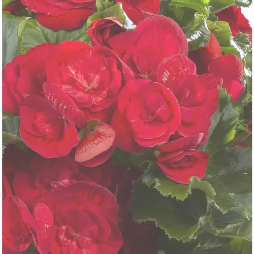 Bégonia solénia - La jardinière de 50 cm