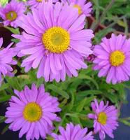 Aster Dumosus violet. La barquette de 6 plants