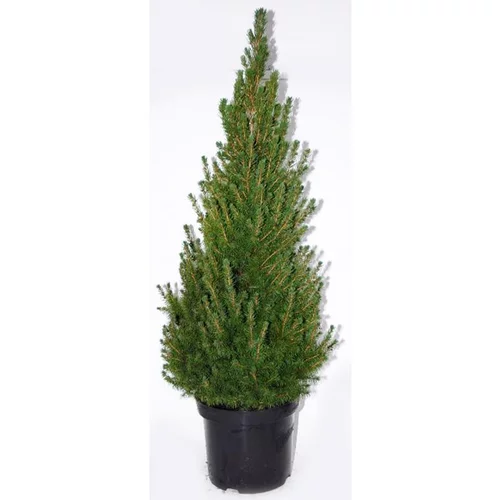 Picea Glauca Conica (épinette blanche) en pot de 2 L vert