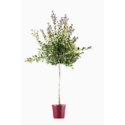 Eugenia Uniflora Etna Fire (Cerisier de Cayenne) 1/2 tige en pot de 7 L rouge