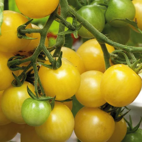 Tomate Cerise Ronde Mirabelle Blanche Bio. Le pot de 9x9 cm
