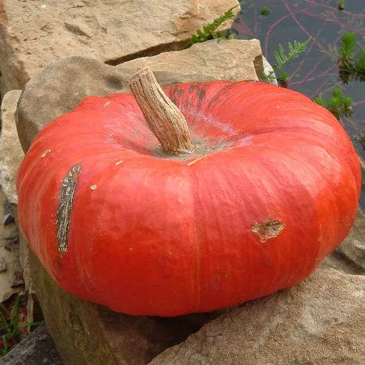 Pompoenzaad | Pompoen Rouge vif d'Etampes