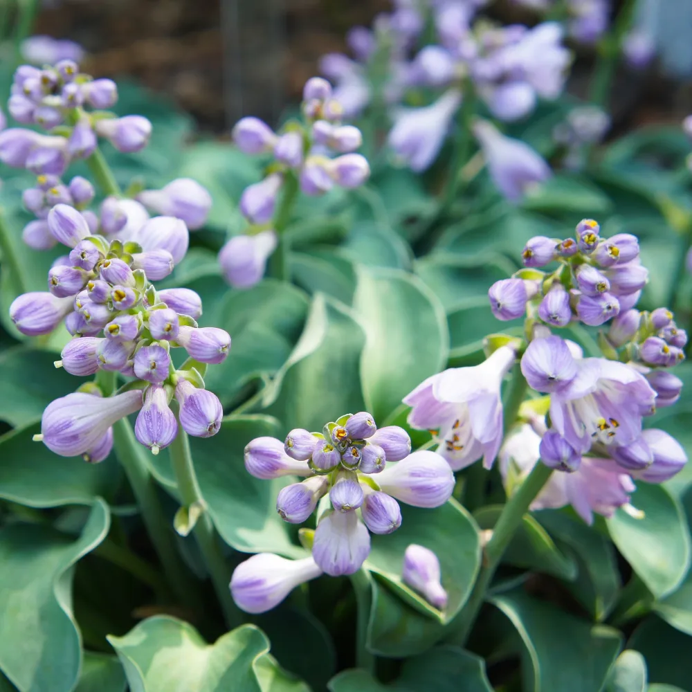 Hosta Blue Mouse Ears Hosta hybride blue mouse ears