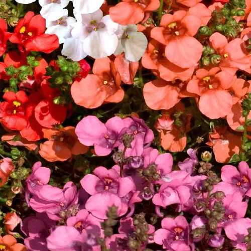 Diascia ou Diascie à fleurs roses - Le pot Ø 10 cm
