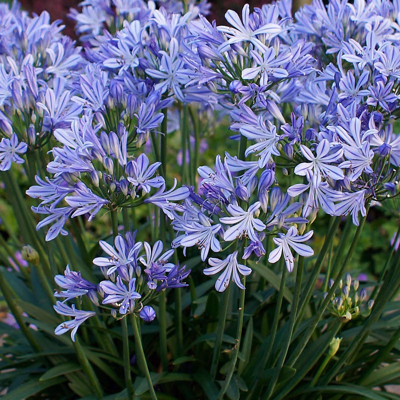 6 x Lis de Nil – Agapanthe d'Afrique, Agapanthus africanus 'Wolga', godet 9cm x 9cm