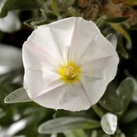 Convolvulus Cneorum - Le pot de 2 litres