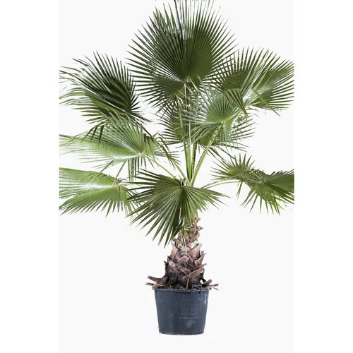 Washingtonia Robusta ou Palmier du Mexique en pot de 280 L