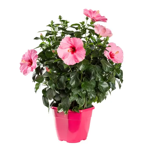 Hibiscus rose Ø 23 cm