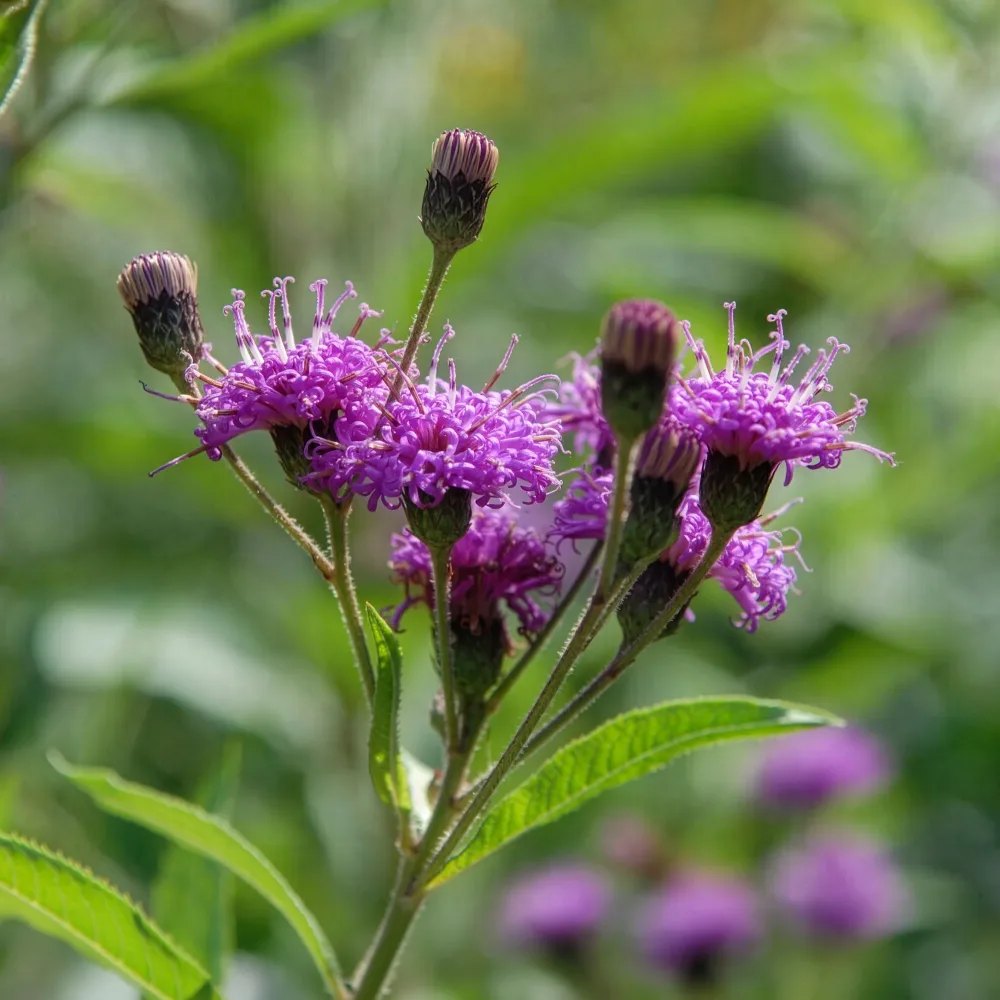 Vernonie Mammuth Vernonia crinita mammuth
