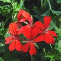 Géranium lierre à fleurs simples - La suspension de 40 cm